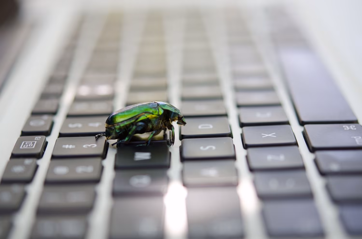 A bug walking across a keyboard. Developers are increasingly discovering software bugs using AI. (Unsplash)